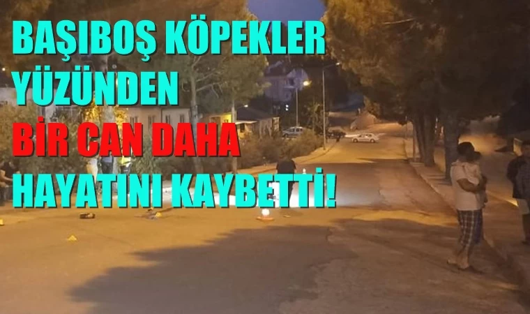 Köpeklerin saldırdığı motosikletli genç hayatını kaybetti