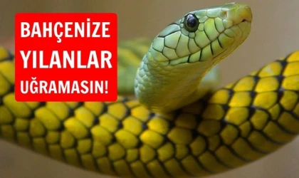 Bahçenize yılanları davet etmeyin!